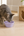 TravelTails Collapsible Pet Bowl