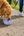 TravelTails Collapsible Pet Bowl