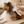 SteamSlick Self-Cleaning Pet Grooming Brush