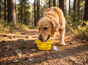 TrailFold Collapsible Dog Bowl lifestyle photo