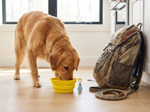 TrailFold Collapsible Dog Bowl in everyday use