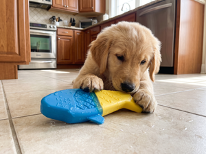 SplashChill Floating Dog Chew Toy in everyday use
