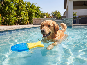 SplashChill Floating Dog Chew Toy lifestyle photo