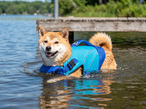 TideBuoy Ripstop Dog Life Jacket lifestyle photo