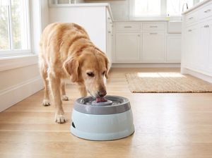 DriftDisk No Spill Dog Water Bowl in everyday use