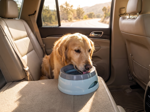 DriftDisk No Spill Dog Water Bowl lifestyle photo