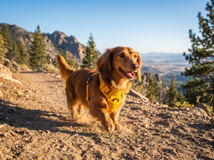 TrailFlex Reflective Dog Harness lifestyle photo
