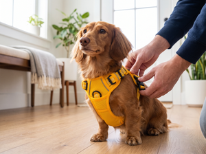 TrailFlex Reflective Dog Harness in everyday use