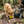 TrailFold Collapsible Dog Bowl Yellow in use
