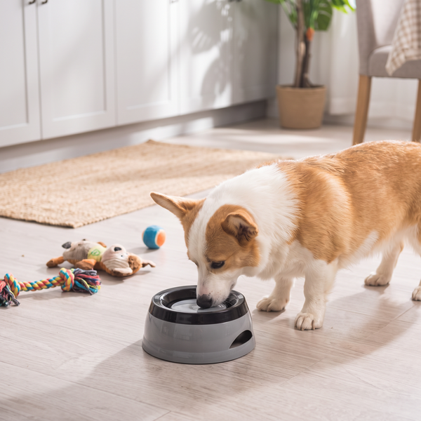 DriftDisk No-Spill Dog Water Bowl Grey in use