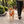 TrailFlex Reflective Dog Harness Orange in use