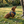 TrailFlex Reflective Dog Harness Blue in use