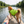 TideBuoy Ripstop Dog Life Jacket in Green - paddleboard