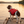 TideBuoy Ripstop Dog Life Jacket in Red - pier at golden hour